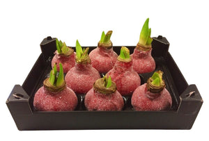 Red Waxed Hyacinth Christmas Decoration