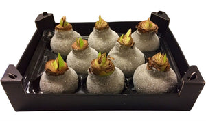 Grey Wax Hipp Gl Titaan Decorative Arrangement – 20cm