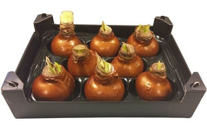 Copper Wax Hipp Christmas Decoration – 20cm
