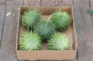Giant Ornamental Cucumber Fruit – Green
