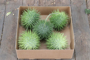 Giant Ornamental Cucumber Fruit – Green