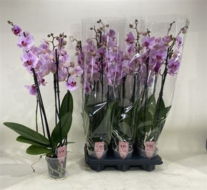 Pink Phalaenopsis Orchid – 12cm Pot, 70cm High