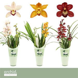 Mixed Cymbidium Orchid – 2 Stems, 12cm Pot