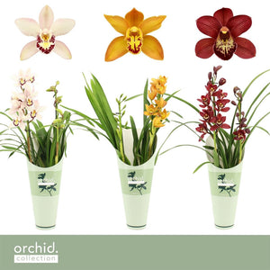 Mixed Cymbidium Orchid – 2 Stems, 12cm Pot