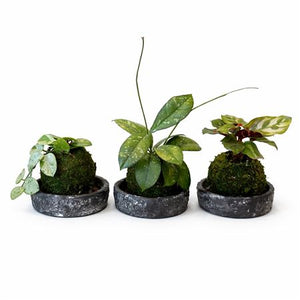 Kokedama Plant Arrangement – 9cm Ceramic Dish