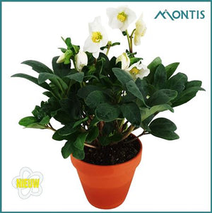 Christmas Carol Hellebore – 12cm Ceramic Terracotta Pot