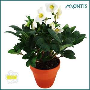 Christmas Carol Hellebore – 12cm Ceramic Terracotta Pot