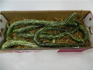 Ornamental Cucumis Snake Gourd – Green