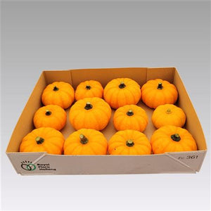 Orange Jack Be Little Ornamental Pumpkin