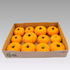 Orange Jack Be Little Ornamental Pumpkin