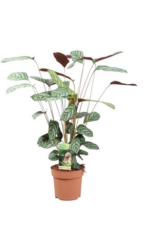 Ctenanthe Compactstar – 17cm Pot, Approx. 80cm