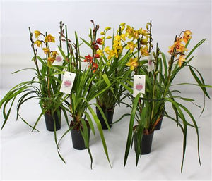 Cymbidium Orchid – 14cm Pot, Approx. 85cm