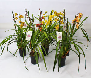 Cymbidium Orchid – 14cm Pot, Approx. 85cm