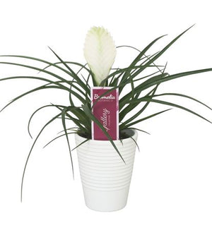 Pink Tillandsia cyanea 'Anita' – 11cm Pot