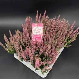 White Calluna vulgaris Heather – 6cm Pot