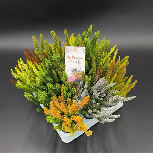 White Calluna vulgaris Heather – 6cm Pot
