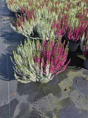 Garden Girls Heather (Calluna vulgaris) – 17cm Pot