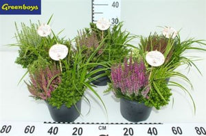 Green Fern – 19cm Pot, Approx. 35cm High