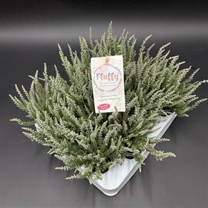 Garden Girls Heather (Calluna vulgaris) – 6cm Pot