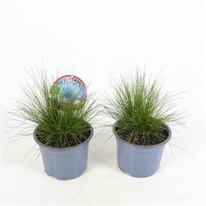 Bearskin Fescue ‘Gautieri Bernie’ – 13cm Pot