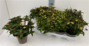 Mixed Hypericum Summer Flower Stems