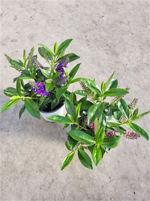 Hebe ‘Andersonii’ ‘Dunkellaubig Blau’ – 17cm Pot