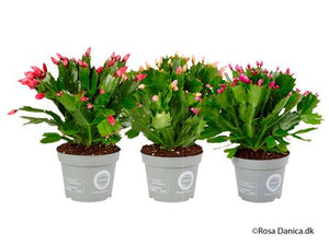 Schlumbergera Christmas Cactus Mix – 12cm Pot