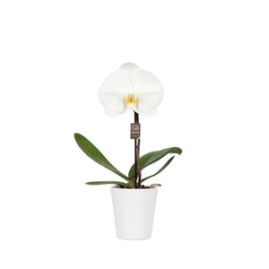 White Phalaenopsis Orchid – 9cm Pot, 40cm Tall
