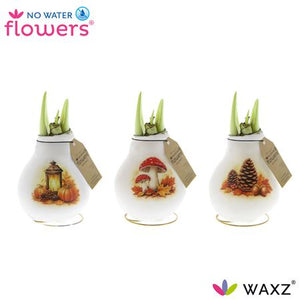 Waxed Hippeastrum ‘Forest’ Amaryllis Bulb