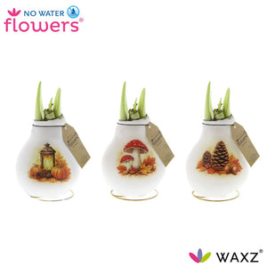 Waxed Hippeastrum ‘Forest’ Amaryllis Bulb