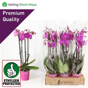 Purple Phalaenopsis Orchid – 4 Stem, 12cm Pot