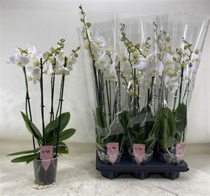 White Phalaenopsis Orchid ‘Inverness’ – 12cm Pot