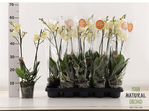 Lemon Phalaenopsis Orchid – 2 Stem, 12cm Pot