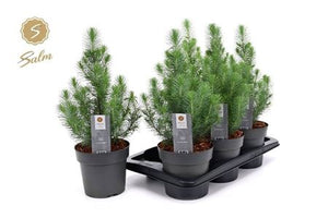 Pinus ‘Silver Crest’ Conifer – 17cm Pot, 47cm High