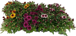 Mixed Bicolour Chrysanthemum – 12cm Pot