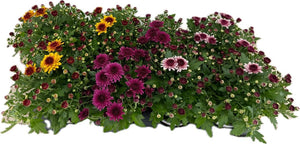 Mixed Bicolour Chrysanthemum – 12cm Pot