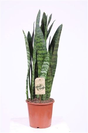 Black Coral Snake Plant (Sansevieria trifasciata) – 17cm Pot