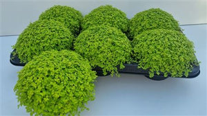 Green Baby’s Tears Plant (Soleirolia soleirolii) – 13cm Pot