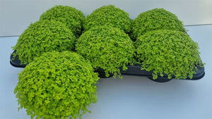 Green Baby’s Tears Plant (Soleirolia soleirolii) – 13cm Pot