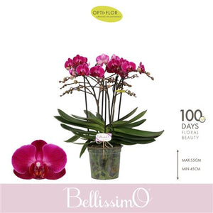Bellissimo Amore Phalaenopsis Orchid – 15cm Pot