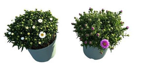 Purple Aster – 17cm Pot, Approx. 40cm High