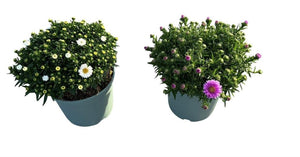 Purple Aster – 17cm Pot, Approx. 40cm High