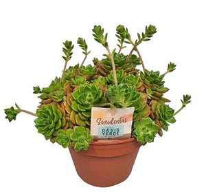 Echeveria affinis Succulent – 14cm Pot