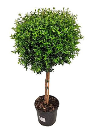 Myrtle Standard Plant (Myrtus communis) – 17cm Pot