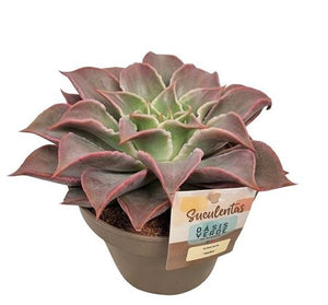Echeveria ‘Madiba’ Succulent – 14cm Pot