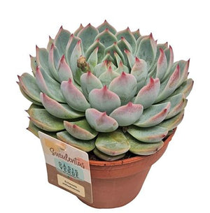 Echeveria Chihuahuaensis Succulent – 14cm Pot