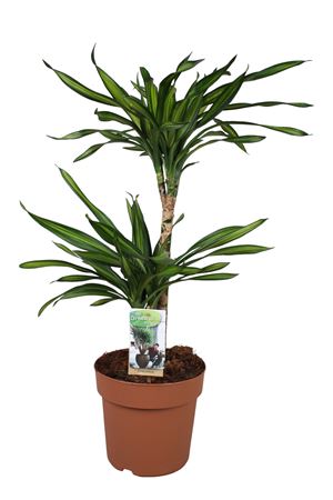 Dracaena Riki Dragon Tree – 21cm Pot, 80cm High