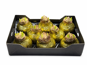 Gold Wax Hipp Topiary Decoration – 20cm