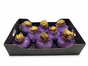 Lavender Wax Hipp Christmas Decoration – 20cm