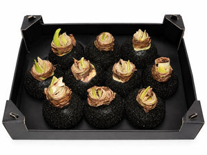 Black Wax Hippeastrum Christmas Decoration – 20cm